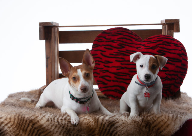 Pet Photography